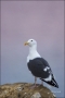 California;Southern;USA;Western-Gull;Gull;Larus-occidentalis;one-animal;close-up