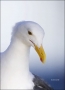 California;Southern;USA;Western-Gull;Gull;Larus-occidentalis;portrait;one-animal