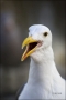 Western-Gull;Gull;Larus-occidentalis;portrait;one-animal;close-up;color-image;ph