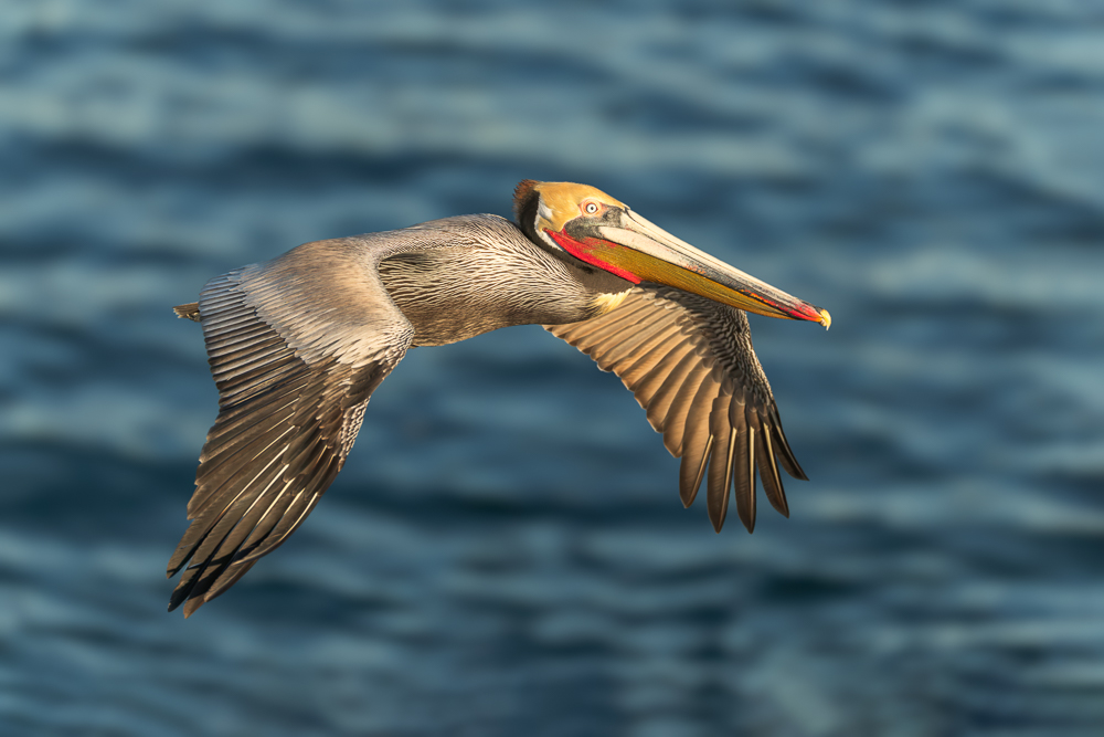 Brown Pelican;Fliying Bird;Flying Bird;Pelecanus occidentalis;Pelican;Photography;action;active;aloft;behavior;birds;color image;flight;fly;flying;in flight;motion;movement;one animal;soar;soaring;wing;winged;wings