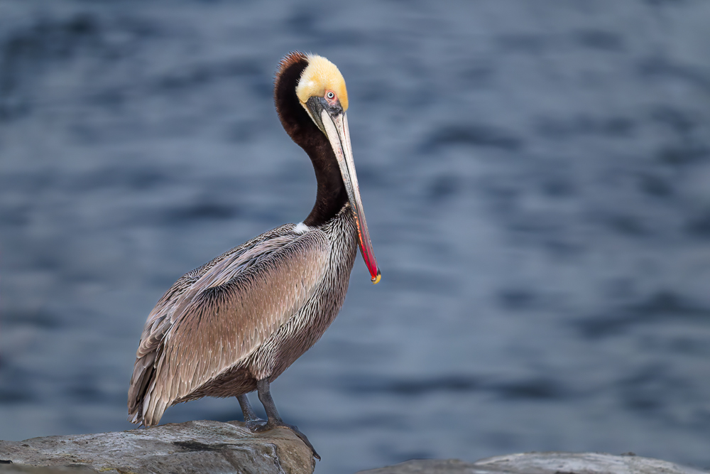 Brown Pelican;One;Pelecanus occidentalis;Pelican;avifauna;bird;birds;color image;color photograph;feather;feathered;feathers;natural;nature;outdoor;outdoors;wild;wilderness;wildlife