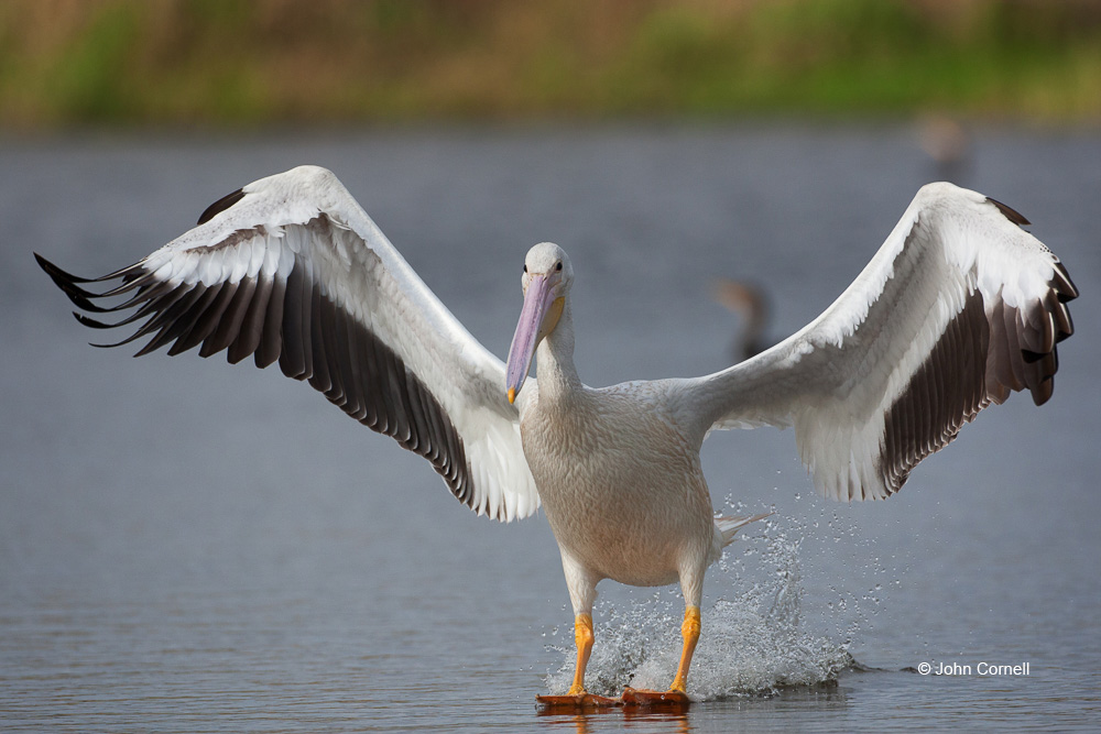 American White Pelican;Pelecanus erythrorhynchos;Pelican;White Pelican