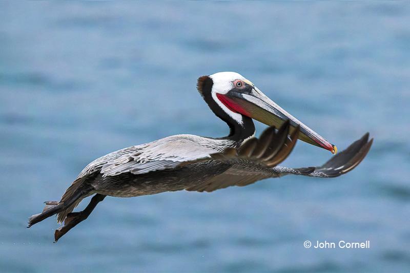 Breeding Plumage;Breeding Season;Brown Pelican;Flying Bird;Pelecanus occidentalis;Pelican;Photography;action;active;aloft;behavior;birds;color image;flight;fly;flying;in flight;motion;movement;one animal;soar;soaring;wing;winged;wings