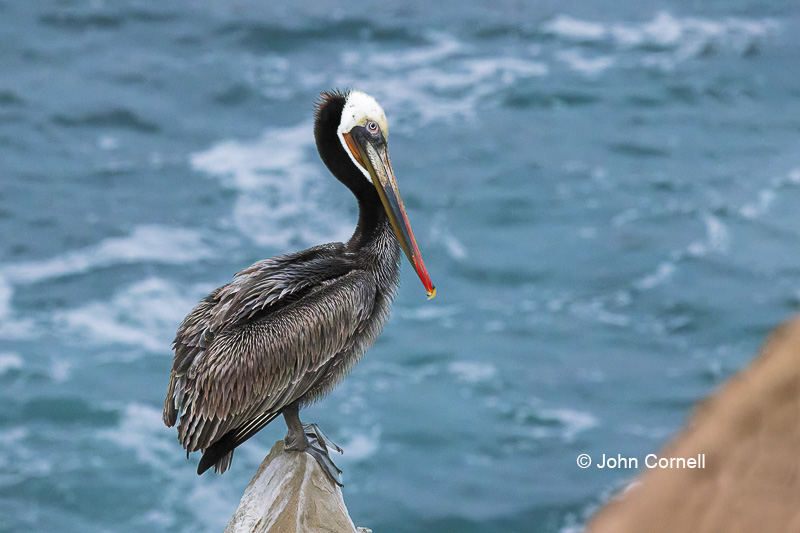 Breeding Plumage;Breeding Season;Brown Pelican;One;Pelecanus occidentalis;Pelican;avifauna;bird;birds;color image;color photograph;feather;feathered;feathers;natural;nature;outdoor;outdoors;wild;wilderness;wildlife