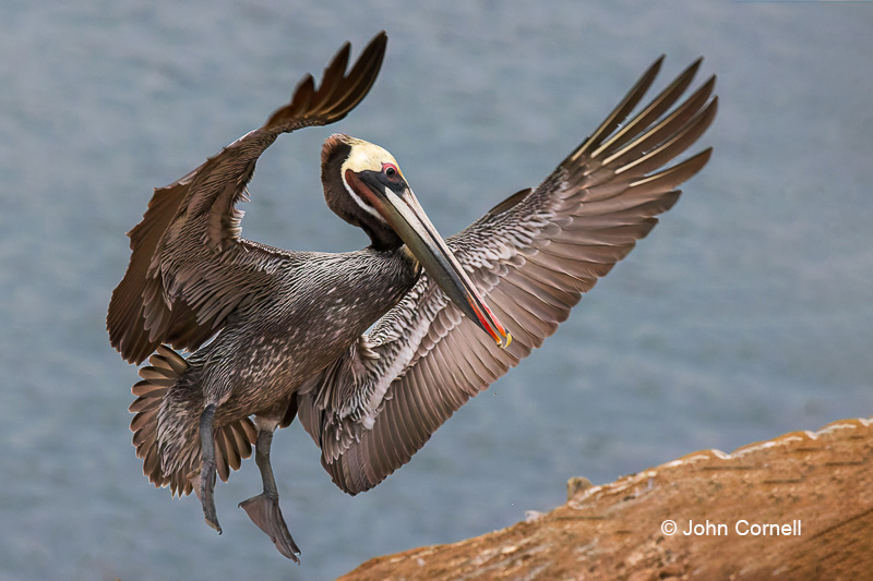 Breeding Plumage;Breeding Season;Brown Pelican;Flying Bird;Pelecanus occidentalis;Pelican;Photography;action;active;aloft;behavior;birds;color image;flight;fly;flying;in flight;motion;movement;one animal;soar;soaring;wing;winged;wings