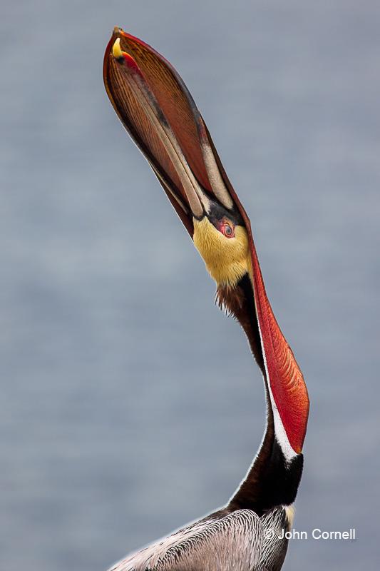 Breeding Plumage;Breeding Season;Brown Pelican;One;Pelecanus occidentalis;Pelican;avifauna;bird;birds;color image;color photograph;feather;feathered;feathers;head toss;natural;nature;outdoor;outdoors;wild;wilderness;wildlife