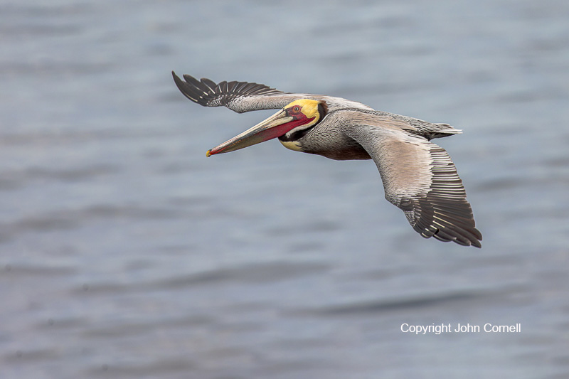 Breeding Plumage;Breeding Season;Brown Pelican;Flying Bird;Pelecanus occidentalis;Pelican;Photography;action;active;aloft;behavior;birds;fly;flying;in flight;motion;movement;one animal;soar;soaring;wing;winged;wings