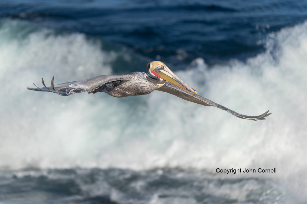 Brown Pelican;Flying Bird;Pelecanus occidentalis;Pelican;Photography;action;active;aloft;behavior;birds;color image;flight;fly;flying;in flight;motion;movement;one animal;soar;soaring;wing;winged;wings