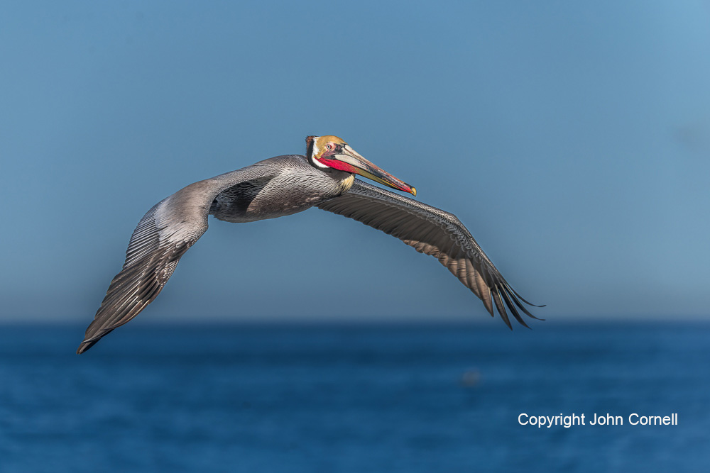 Brown Pelican;Flying Bird;Pelecanus occidentalis;Pelican;Photography;action;active;aloft;behavior;birds;color image;flight;fly;flying;in flight;motion;movement;one animal;soar;soaring;wing;winged;wings