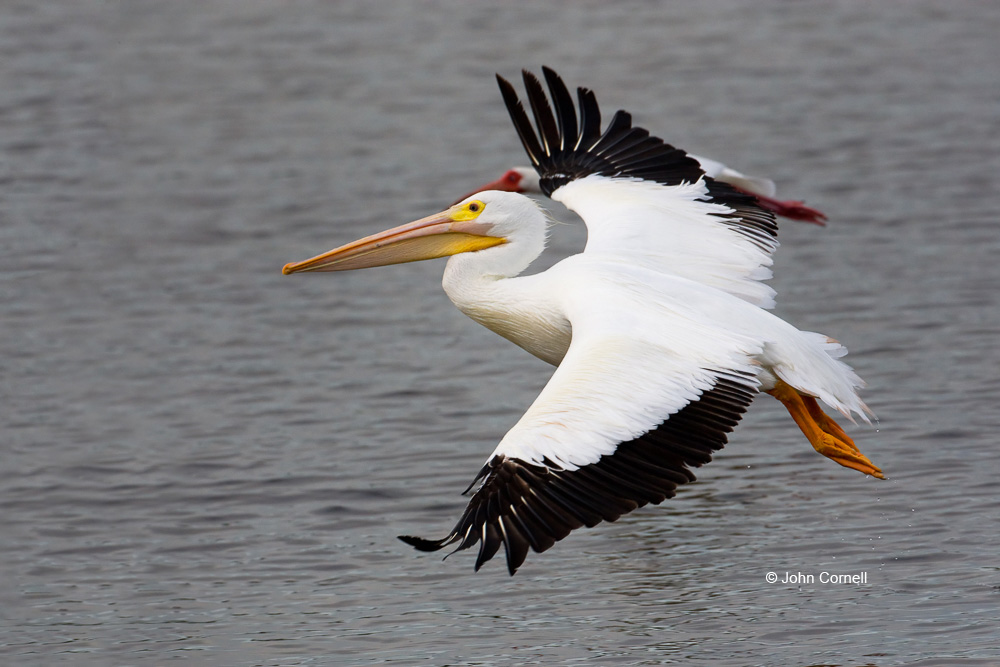 American White Pelican;Flying Bird;Pelecanus erythrorhynchos;Pelican;Photography;White Pelican;action;active;aloft;behavior;birds;color image;flight;fly;flying;in flight;motion;movement;one animal;soar;soaring;wing;winged;wings