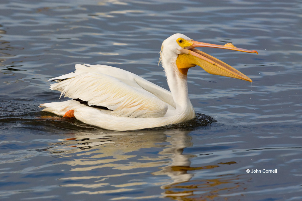 American White Pelican;Breeding Plumage;One;Pelecanus erythrorhynchos;Pelican;White Pelican;avifauna;bird;birds;color image;color photograph;feather;feathered;feathers;natural;nature;outdoor;outdoors;wild;wilderness;wildlife