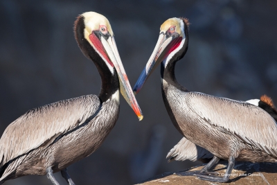 Brown-Pelican;Pelecanus-occidentalis;Pelican;Two-animals;avifauna;bird;birds;col