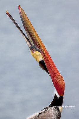 Bill-Stretch;Breeding-Plumage;Breeding-Season;Brown-Pelican;One;Pelecanus-occide
