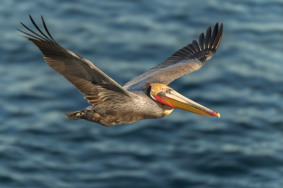 Brown-Pelican;Fliying-Bird;Flying-Bird;Pelecanus-occidentalis;Pelican;Photograph