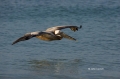 Brown-Pelican;Pelican;Florida;Southeast-USA;One;one-animal;avifauna;bird;birds;f