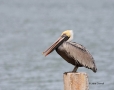 Brown-Pelican;Pelican;Pelecanus-occidentalis;One;one-animal;avifauna;bird;birds;