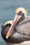 Brown-Pelican;Pelecanus-occidentalis;Pelican