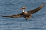 Brown-Pelican;Flying-Bird;One;Pelecanus-occidentalis;Pelican;Photography;action;