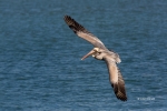 Brown-Pelican;Flying-Bird;One;Pelecanus-occidentalis;Pelican;Photography;action;