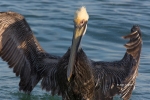 Brown-Pelican;Flying-Bird;One;Pelecanus-occidentalis;Pelican;Photography;action;