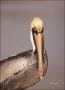 Brown-Pelican;Pelican;Pelecanus-occidentalis;portrait;one-animal;close-up;color-