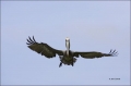 Brown-Pelican;Pelican;Breeding-Plumage;Pelecanus-occidentalis;flying-bird;one-an