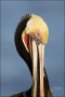 California;Brown-Pelican;Pelican;Southwest-USA;Pelecanus-occidentalis;portrait;o