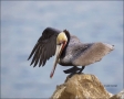 California;Southwest-USA;Brown-Pelican;Pelican;Pelecanus-occidentalis;one-animal