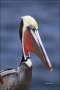 Brown-Pelican;Pelican;Pelecanus-occidentalis;portrait;one-animal;close-up;color-