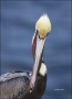 Brown-Pelican;Pelican;Pelecanus-occidentalis;portrait;one-animal;close-up;color-
