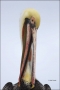 Brown-Pelican;Pelican;Pelecanus-occidentalis;one-animal;close-up;color-image;nob