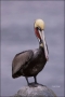 Brown-Pelican;Pelican;Pelecanus-occidentalis;one-animal;close-up;color-image;nob
