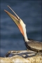 California;Southern;USA;Brown-Pelican;Pelican;Pelecanus-occidentalis;one-animal;