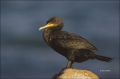 California;Southern;USA;Double-crested-Cormorant;Cormorant;Double-crested-Cormor