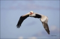 California;USA;Brown-Pelican;Pelican;Pelecanus-occidentalis;flying-bird;one-anim