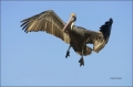 Brown-Pelican;Pelican;Pelecanus-occidentalis;flying-bird;one-animal;close-up;col