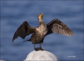 Double-crested-Cormorant;Cormorant;Double-crested-Cormorant;Phalacrocorax-auritu