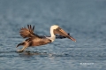Brown-Pelican;Pelican;Pelecanus-occidentalis;Takeoff;Flying-bird;action;aloft;be