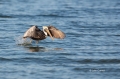Brown-Pelican;Pelican;Pelecanus-occidentalis;Flight;Takeoff;Flying-bird;action;a