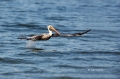 Brown-Pelican;Pelican;Pelecanus-occidentalis;Flight;Takeoff;Flying-bird;action;a