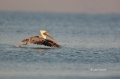Brown-Pelican;Pelican;Pelecanus-occidentalis;Takeoff;Flying-bird;action;aloft;be
