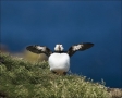 Atlantic-Puffin;Puffin;Fratercula-arctica;one-animal;close-up;color-image;nobody