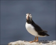 Puffin;Atlantic-Puffin;Prey;Fratercula-arctica;one-animal;close-up;color-image;n