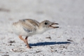 Animals-in-the-Wild;Black-Skimmer;One;Photography;Rynchops-niger;Skimmer;avifaun