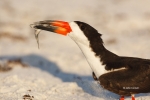 Animals-in-the-Wild;Black-Skimmer;One;Photography;Prey;Rynchops-niger;Skimmer;av