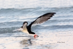 Animals-in-the-Wild;Black-Skimmer;Flying-Bird;Photography;Rynchops-niger;Skimmer