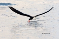 Animals-in-the-Wild;Black-Skimmer;Flying-Bird;Photography;Rynchops-niger;Skimmer