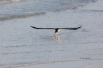 Animals-in-the-Wild;Black-Skimmer;Flying-Bird;Photography;Rynchops-niger;Skimmer