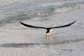 Animals-in-the-Wild;Black-Skimmer;Flying-Bird;Photography;Rynchops-niger;Skimmer