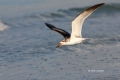 Animals-in-the-Wild;Black-Skimmer;Flying-Bird;Photography;Rynchops-niger;Skimmer